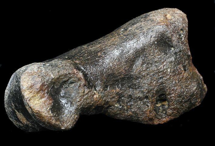 Ice Age Bison Metatarsal (Toe Bone) - North Sea Deposits #43146